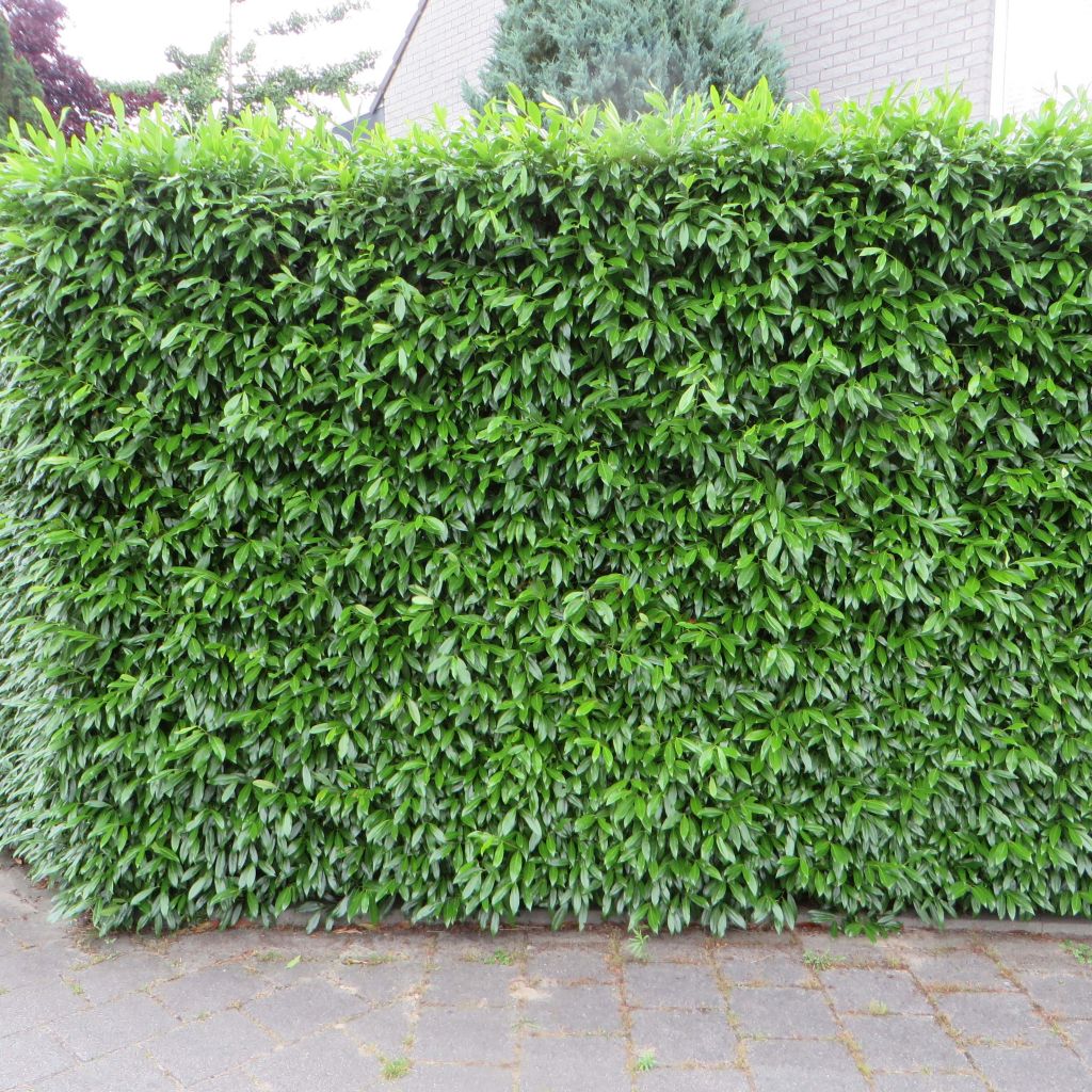 Prunus laurocerasus Etna- Cherry Laurel
