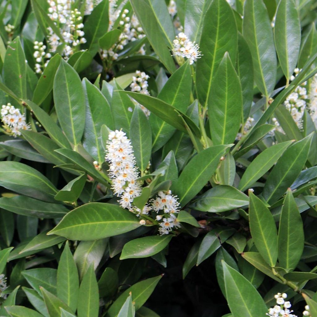 Prunus laurocerasus Fontanettes - Cherry Laurel