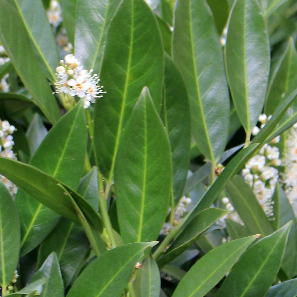 Prunus laurocerasus Fontanettes - Cherry Laurel