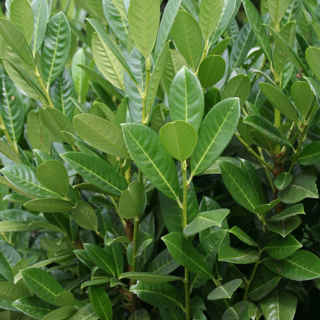 Prunus laurocerasus Greentorch - Cherry Laurel