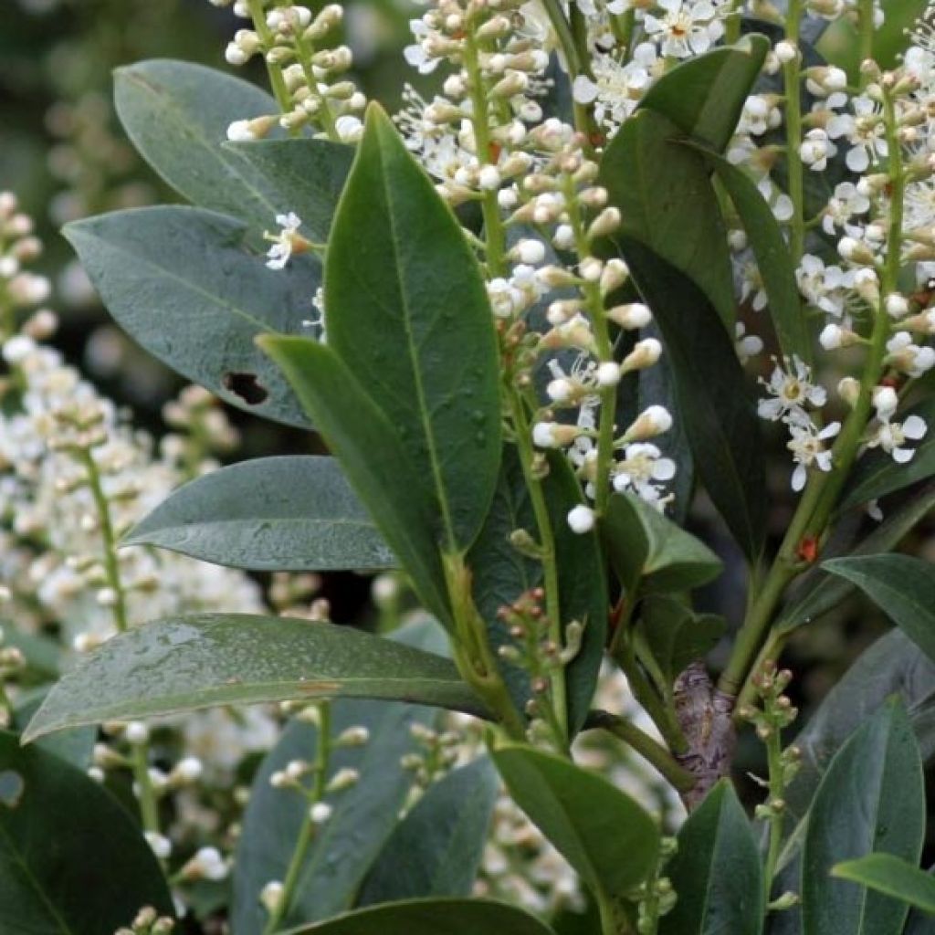 Prunus laurocerasus Mano - Cherry Laurel