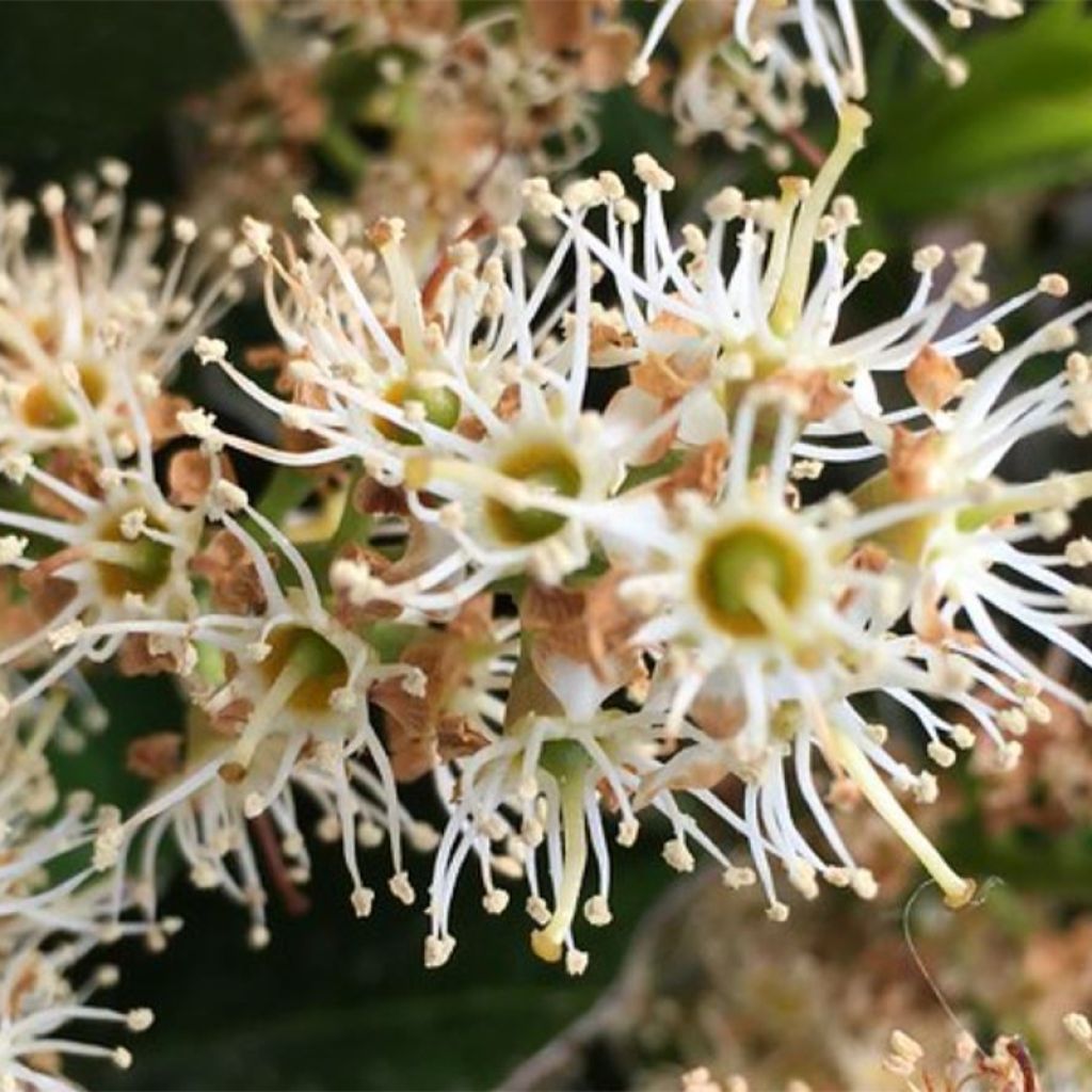 Prunus laurocerasus Mount Vernon - Cherry Laurel