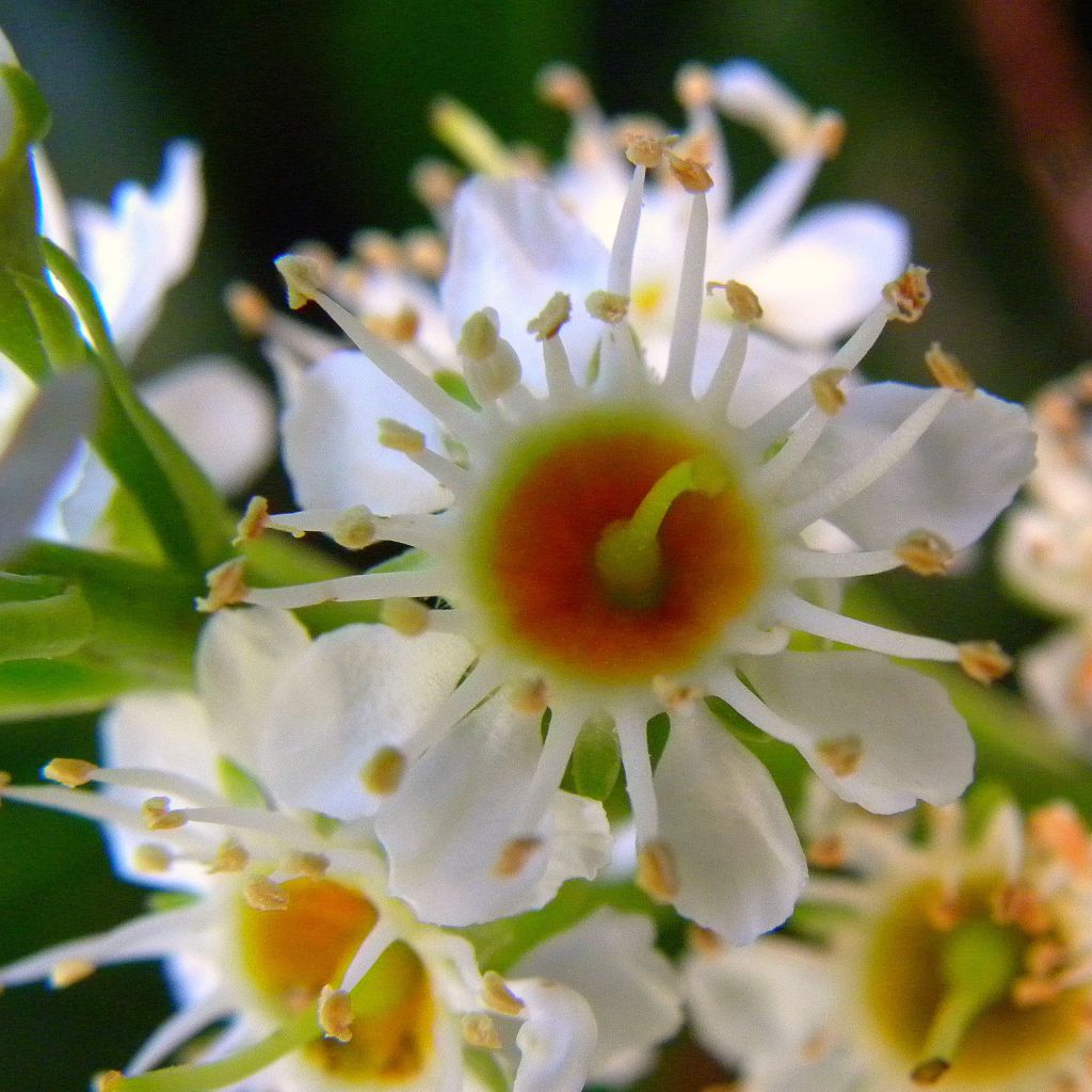 Prunus laurocerasus Otto Luyken - Cherry Laurel