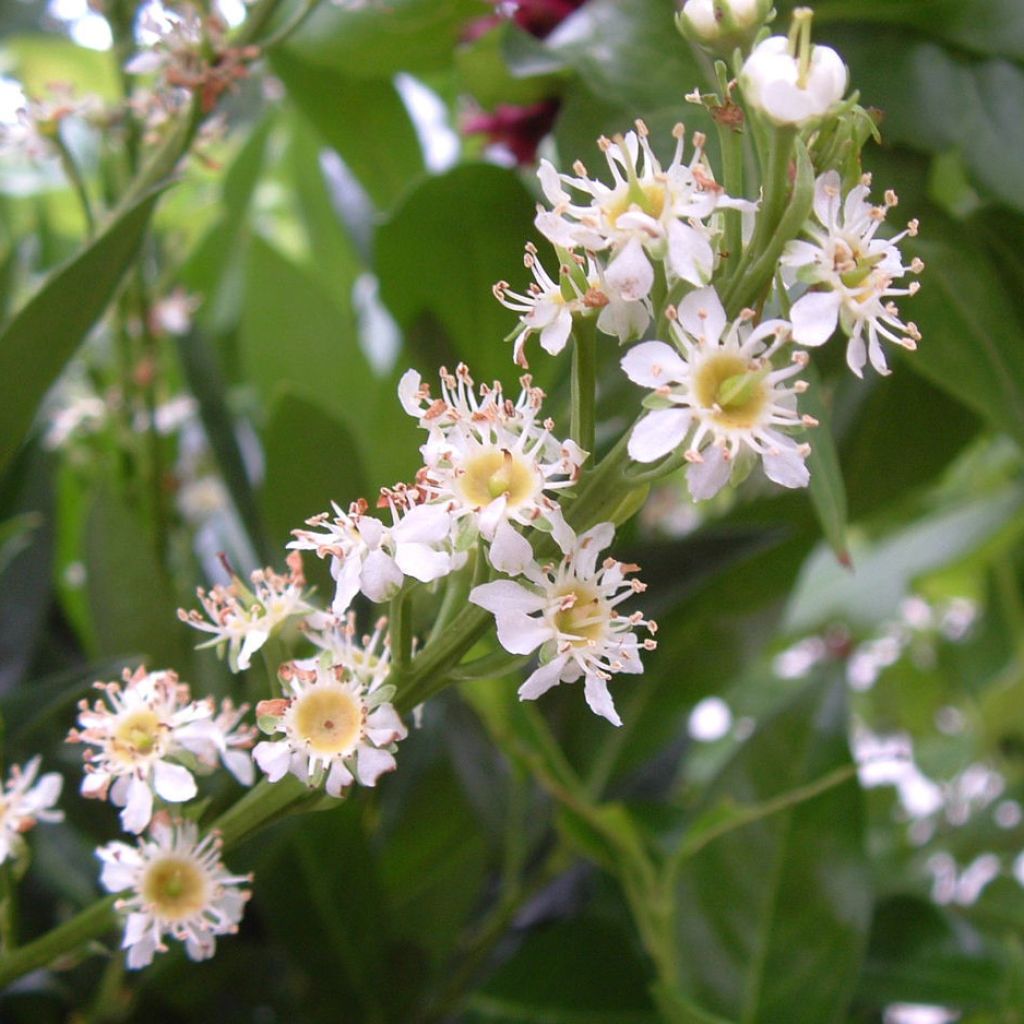 Prunus laurocerasus Otto Luyken - Cherry Laurel