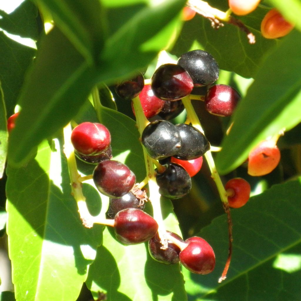 Prunus lusitanica - Portuguese Laurel
