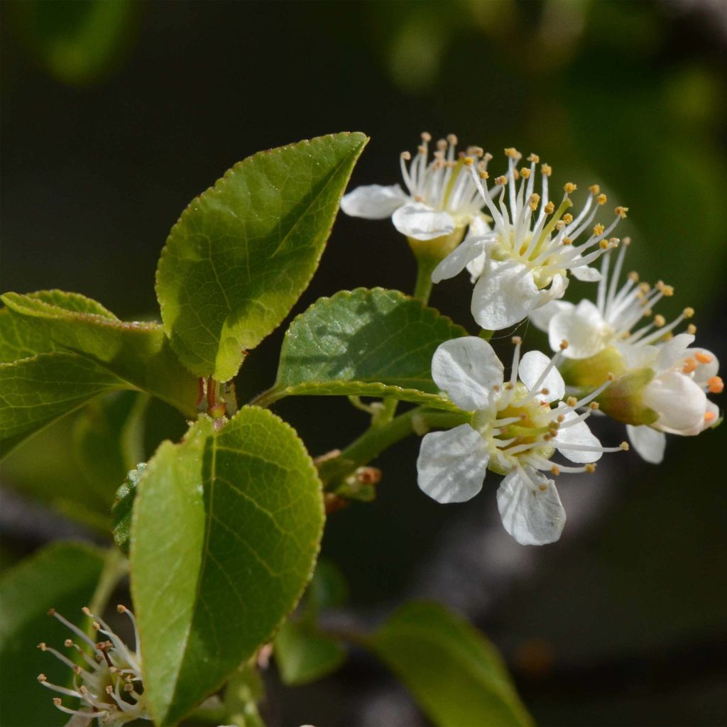 Prunus mahaleb 