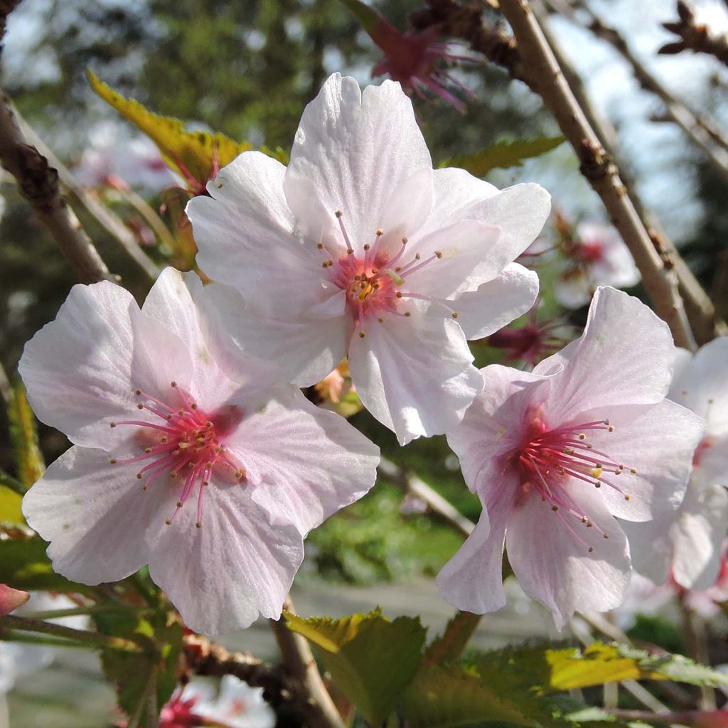 Prunus nipponica var. kurilensis Brillant - Kuril Cherry