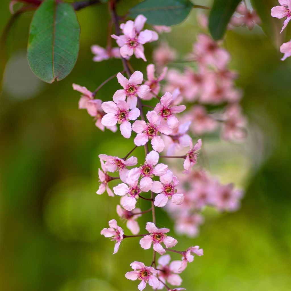 Prunus padus Colorata - Bird Cherry
