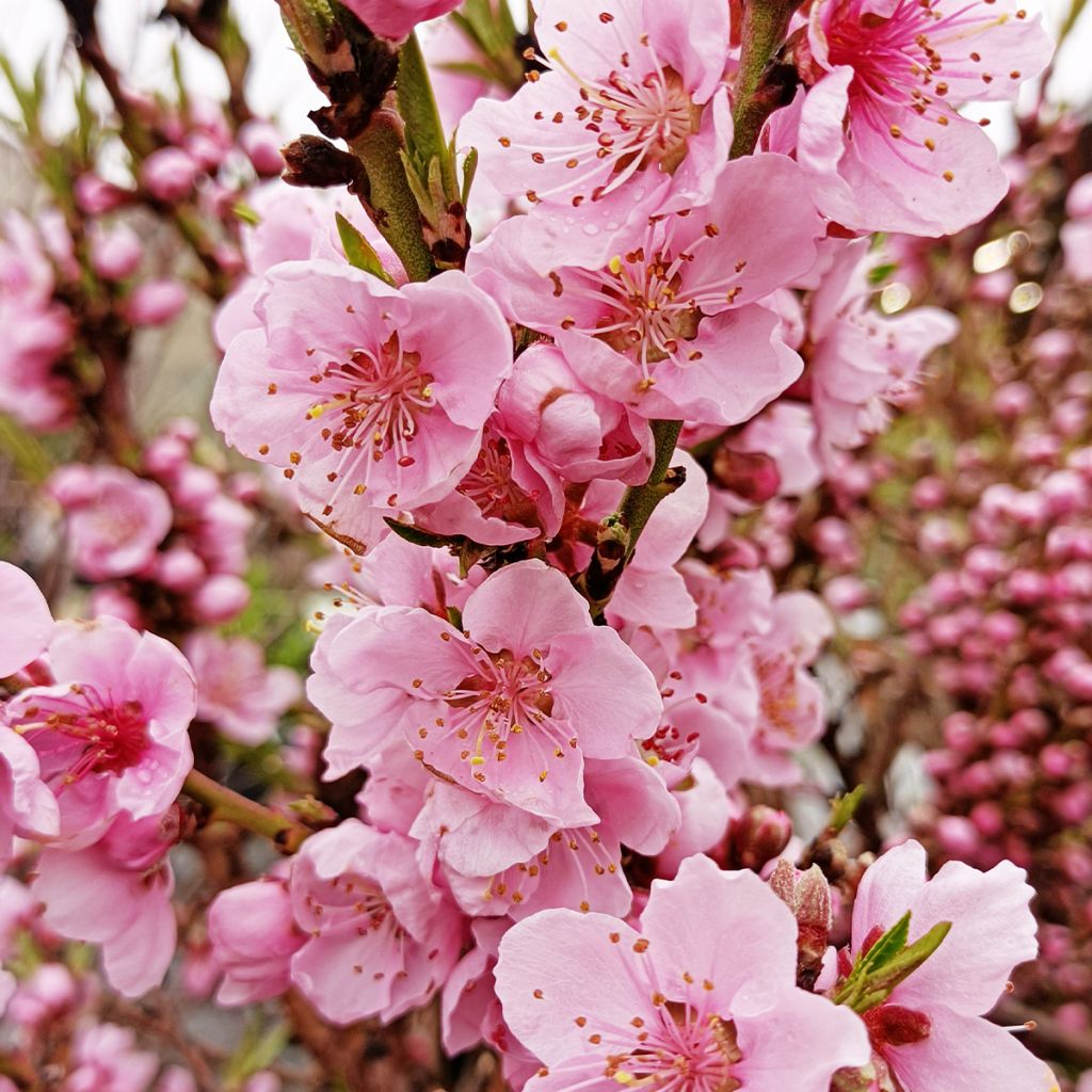 Prunus persica Diamond Zaipevi - Dwarf Peach