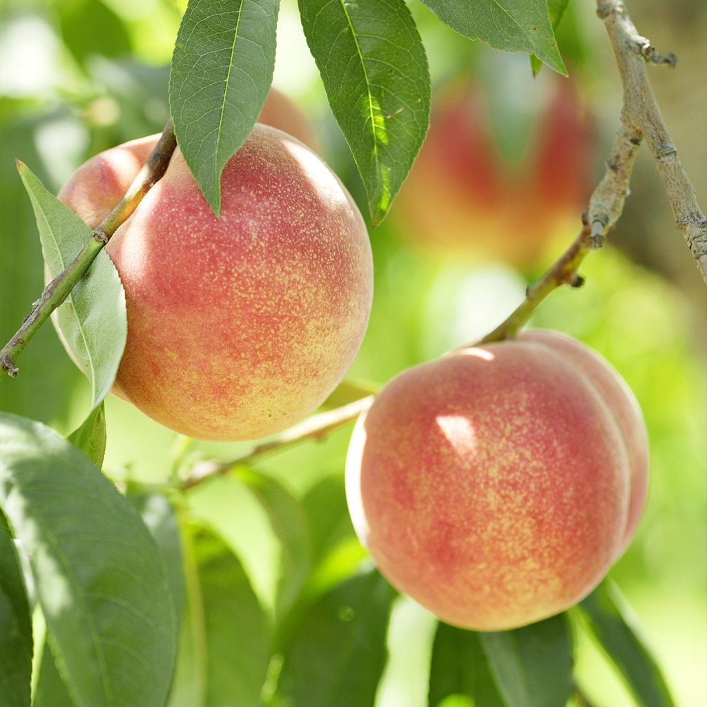 Prunus persica White Vine Peach - PEach Tree