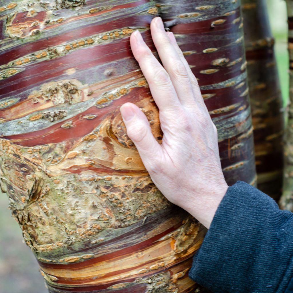 Prunus serrula - Tibetan Cherry