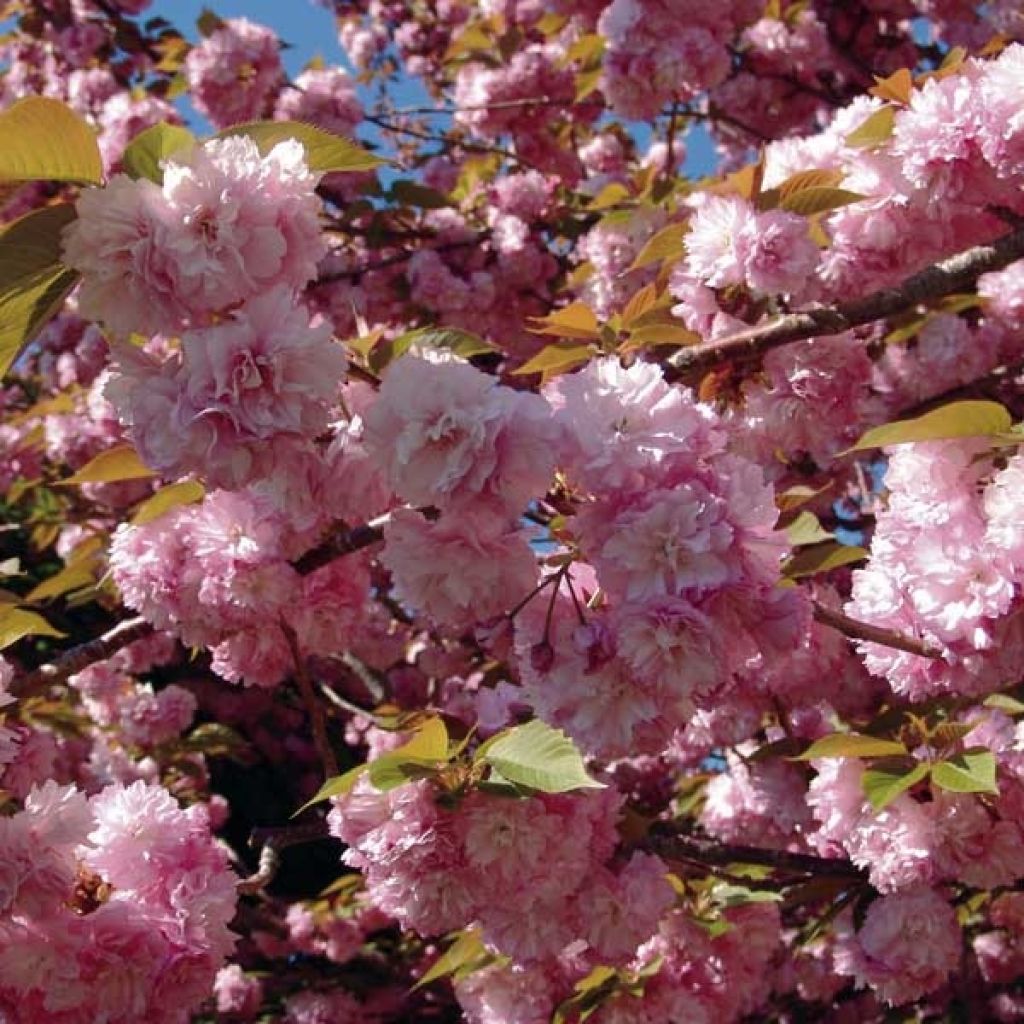Prunus serrulata Kanzan - Japanese Cherry