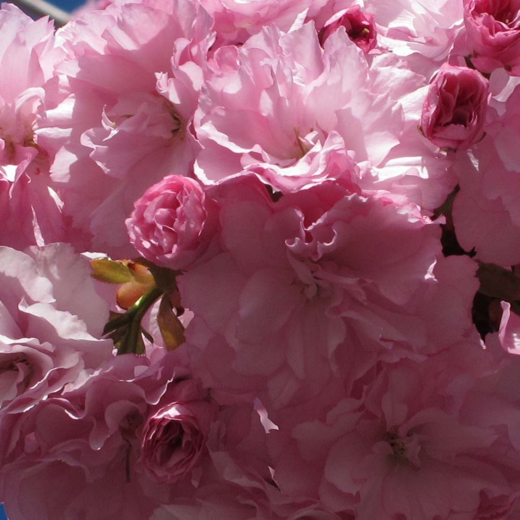 Prunus serrulata Royal Burgundy - Japanese Cherry