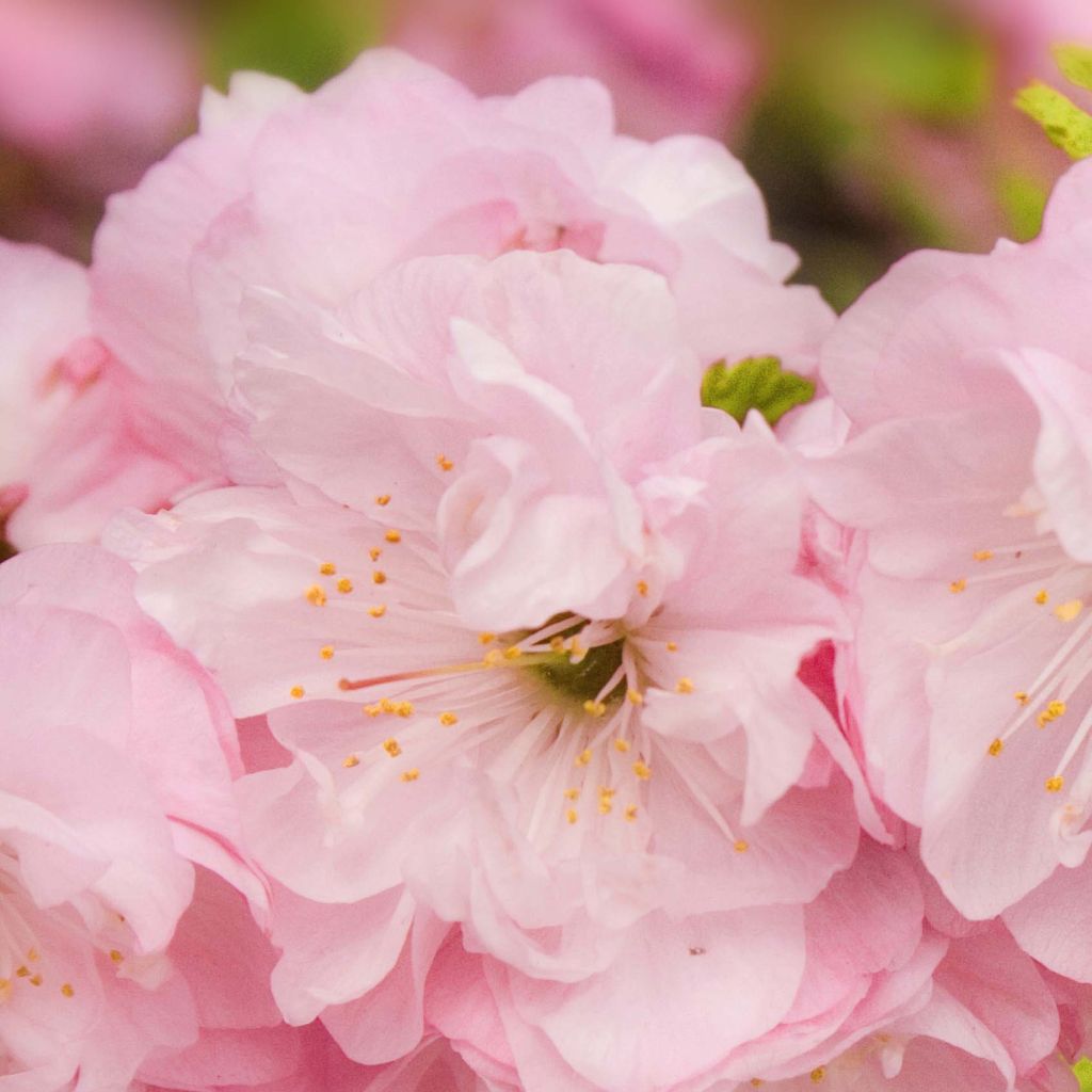 Prunus triloba - Flowering Almond