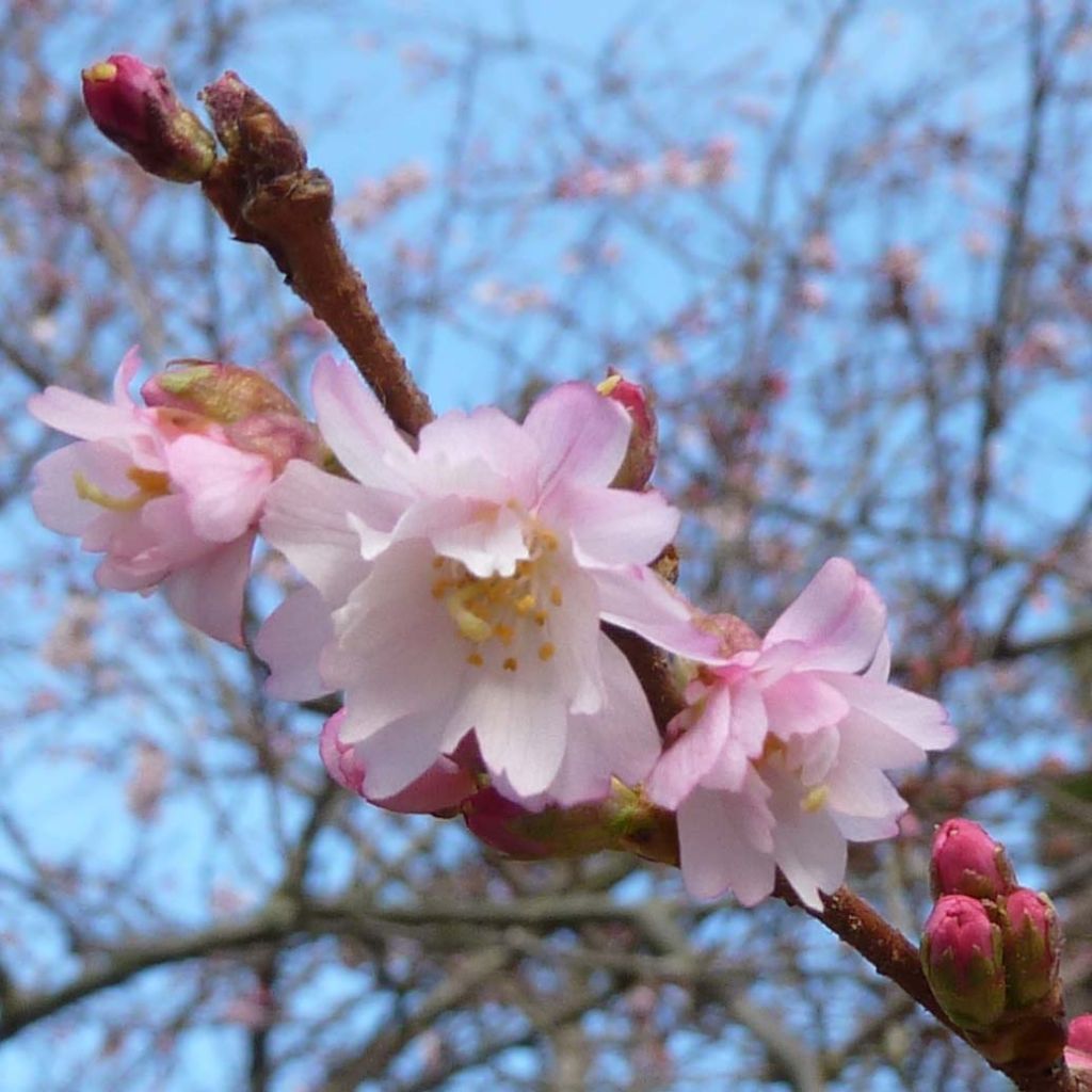 Prunus Autumnalis Rosea - Cherry