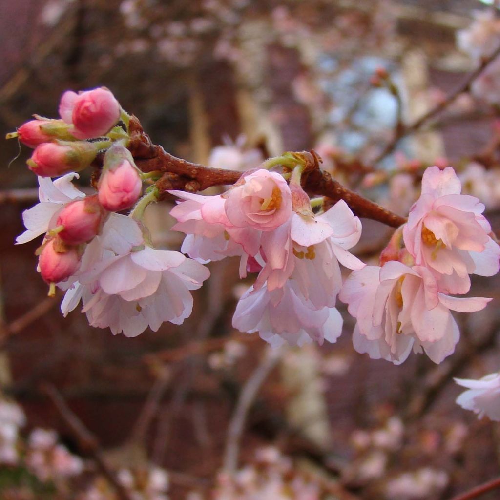 Prunus Autumnalis Rosea - Cherry