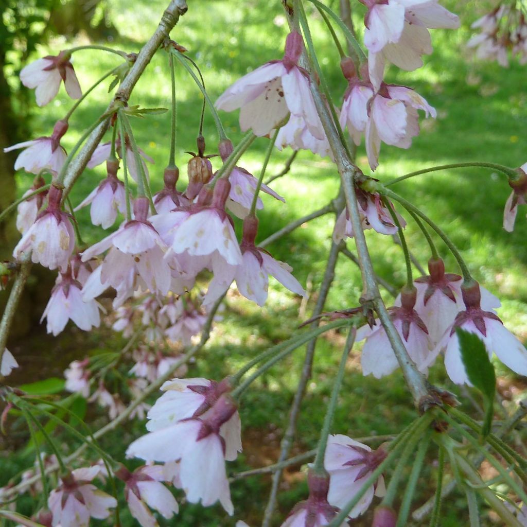 Prunus subhirtella Pendula Rubra - Wheeping Cherry