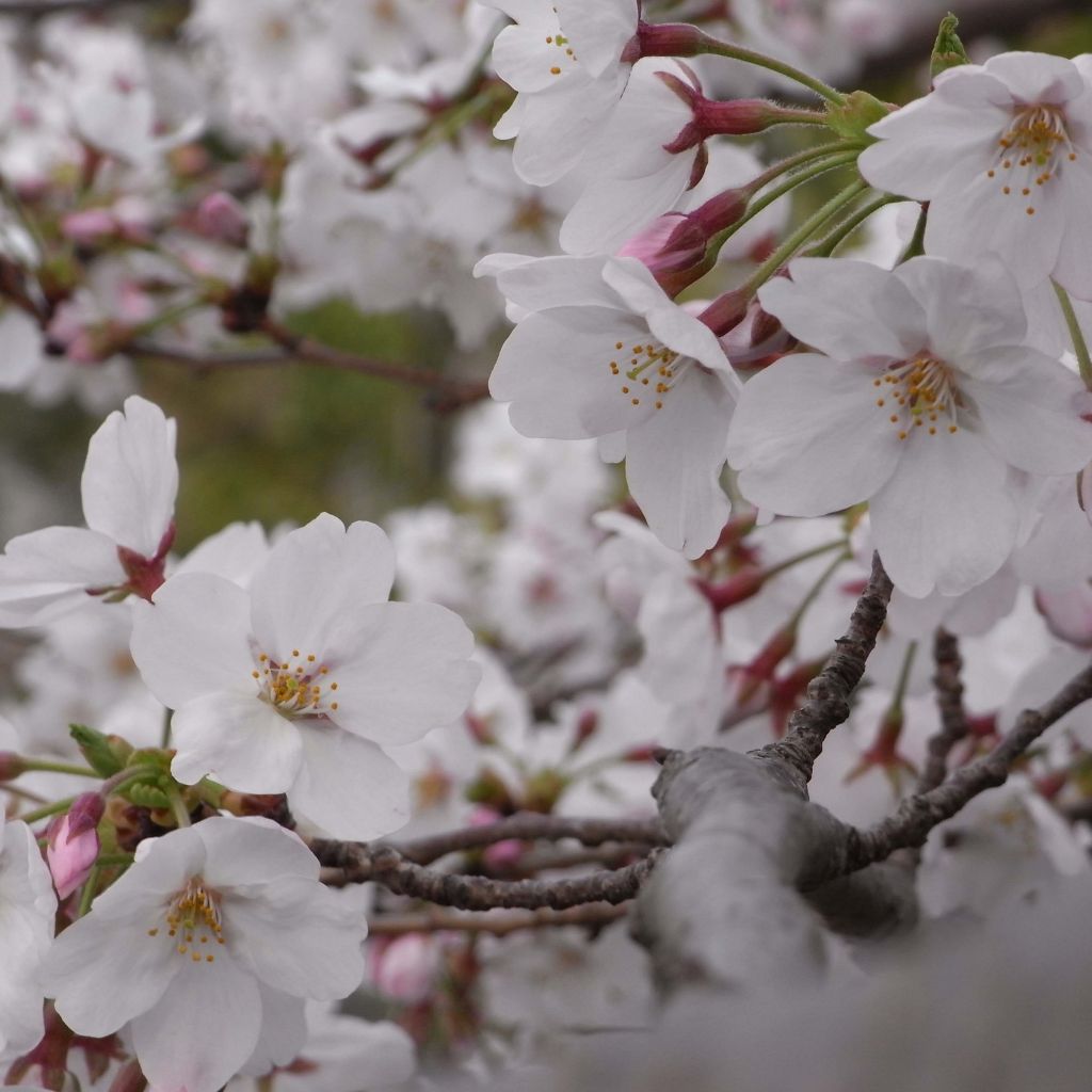 Prunus  yedoensis - Yoshino Cherry
