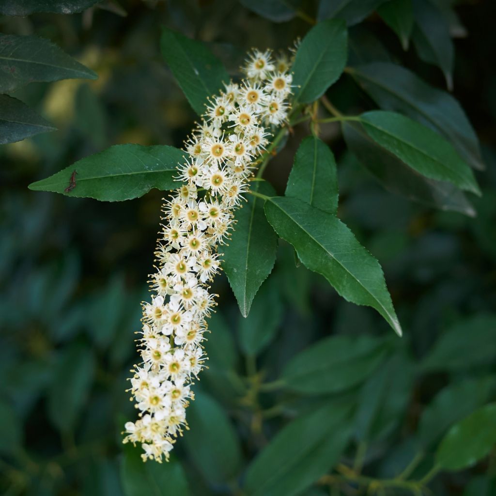 Prunus lusitanica subsp. lusitanica seeds - Portugal laurel