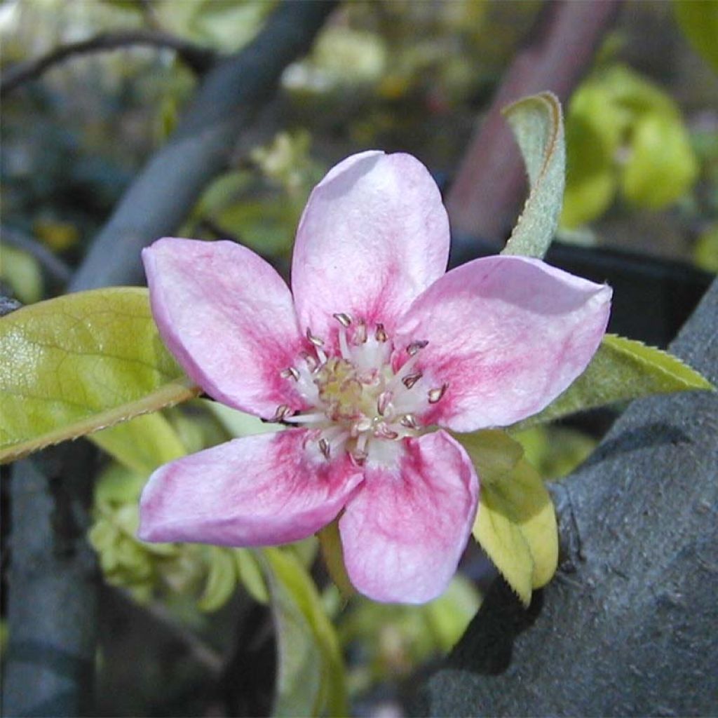Pseudocydonia sinensis