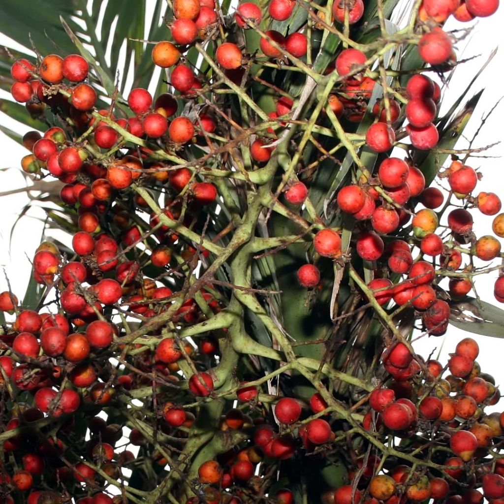 Pseudophoenix sargentii - Buccaneer Palm