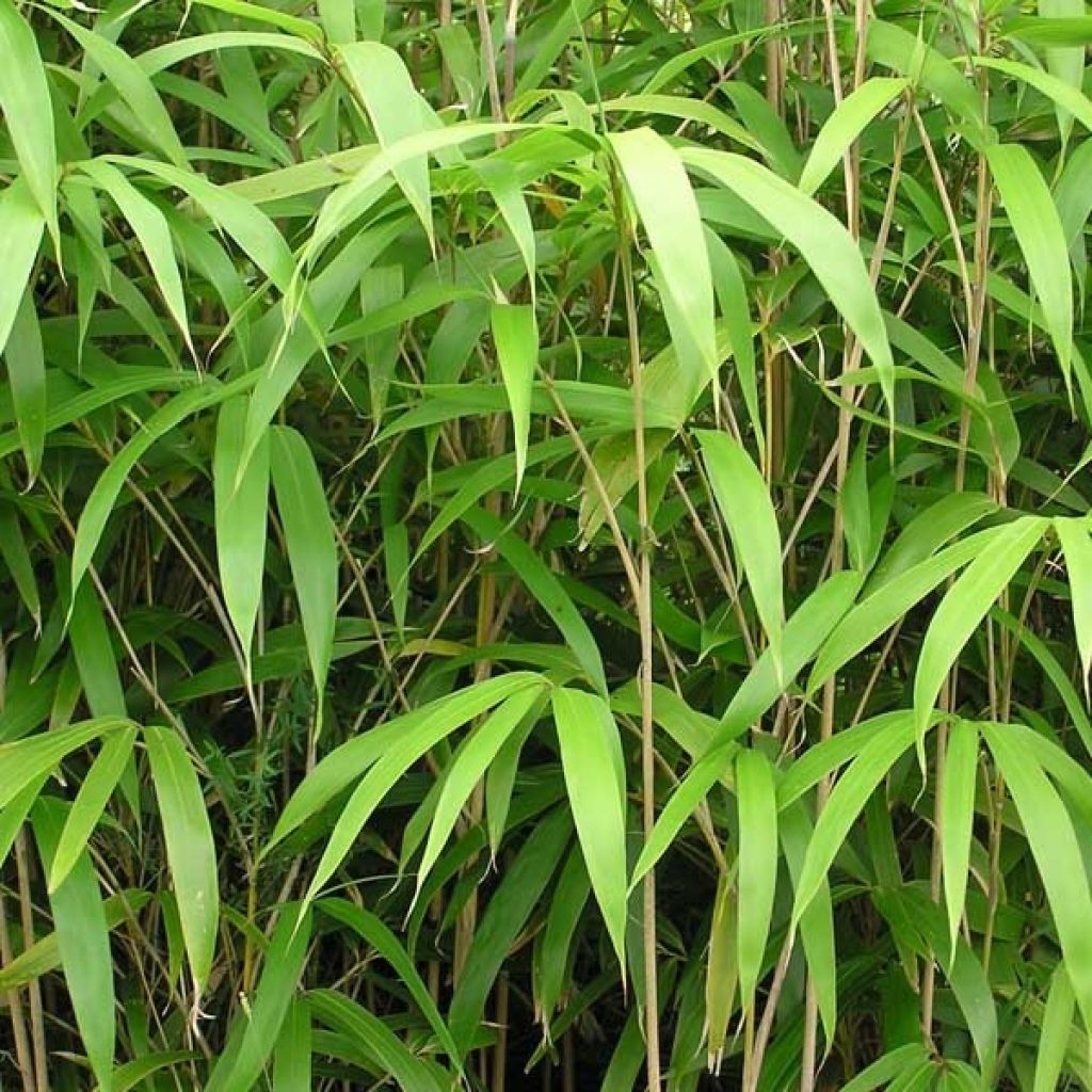 Pseudosasa japonica - Metake Bamboo