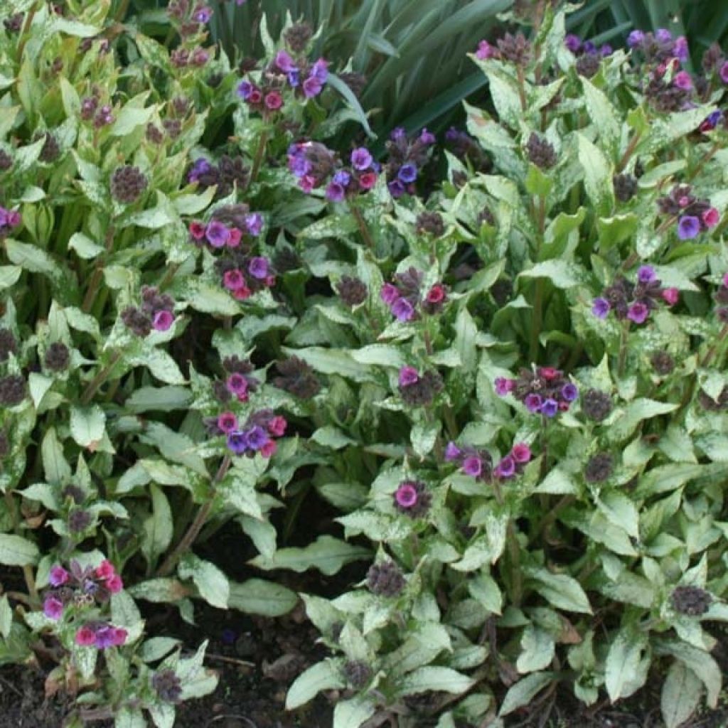 Pulmonaria Majesty - Lungwort