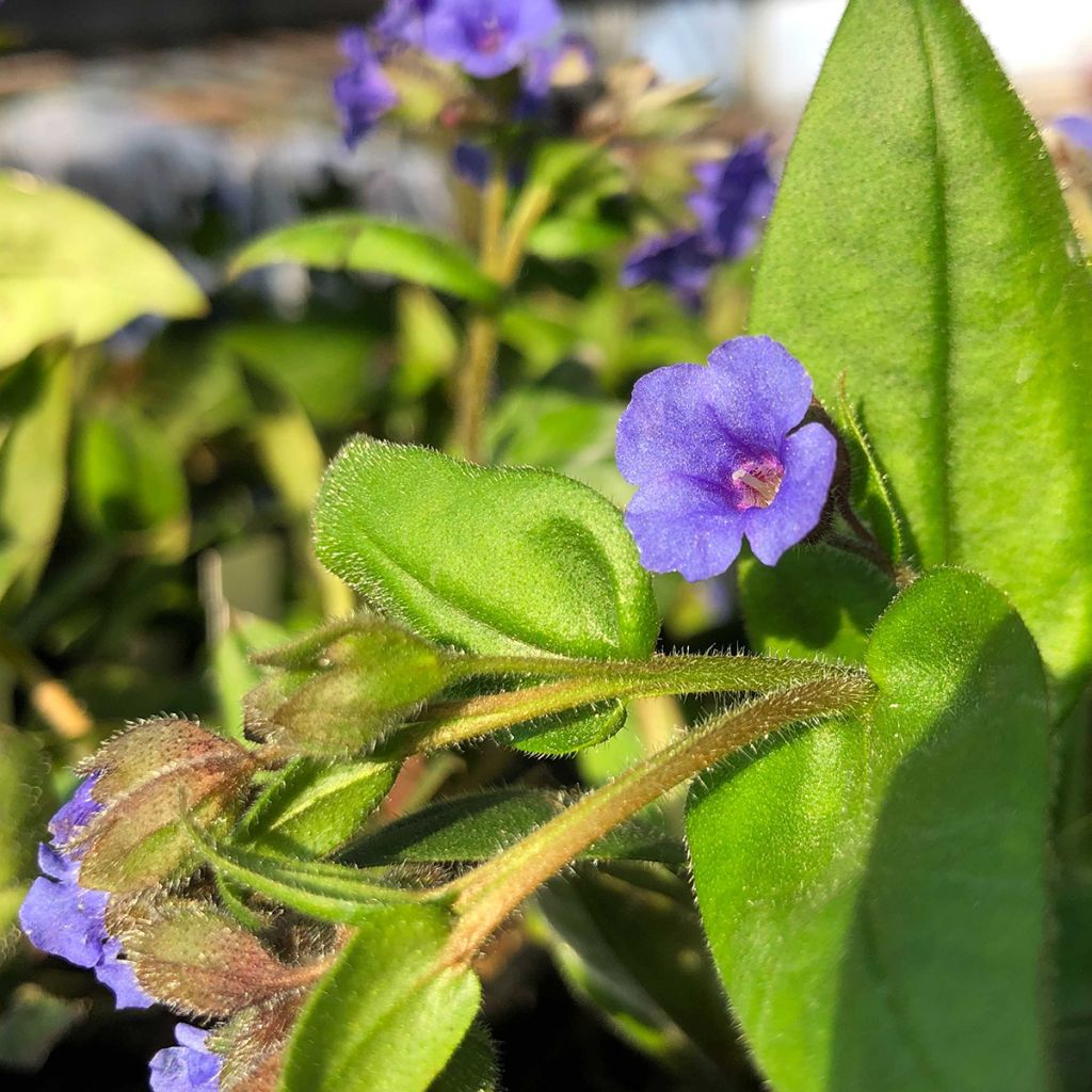 Pulmonaria Blue Ensign - Lungwort