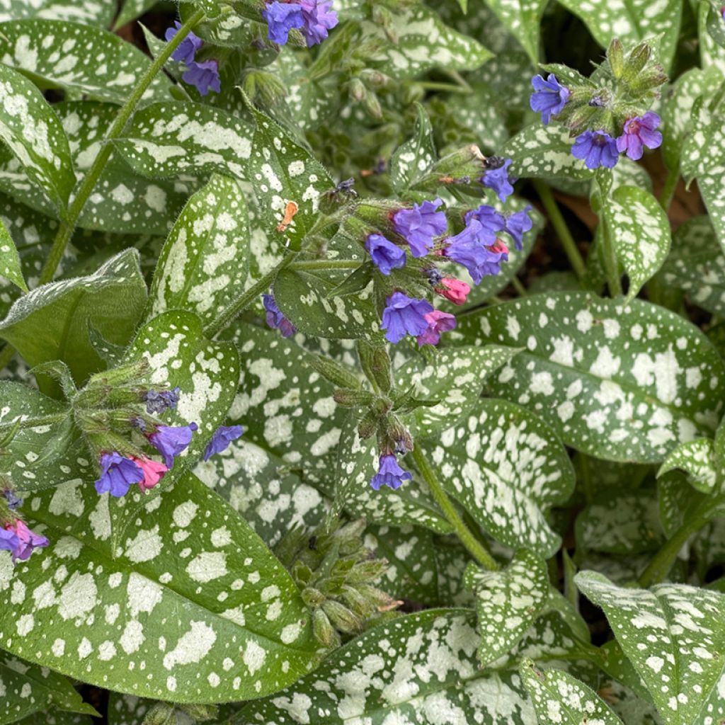 Pulmonaria Twinkle Toes - Lungwort