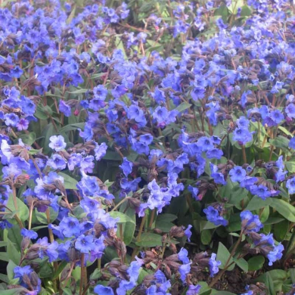 Pulmonaria Blue Ensign - Lungwort