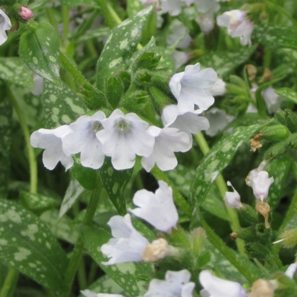 Pulmonaria Opal - Lungwort