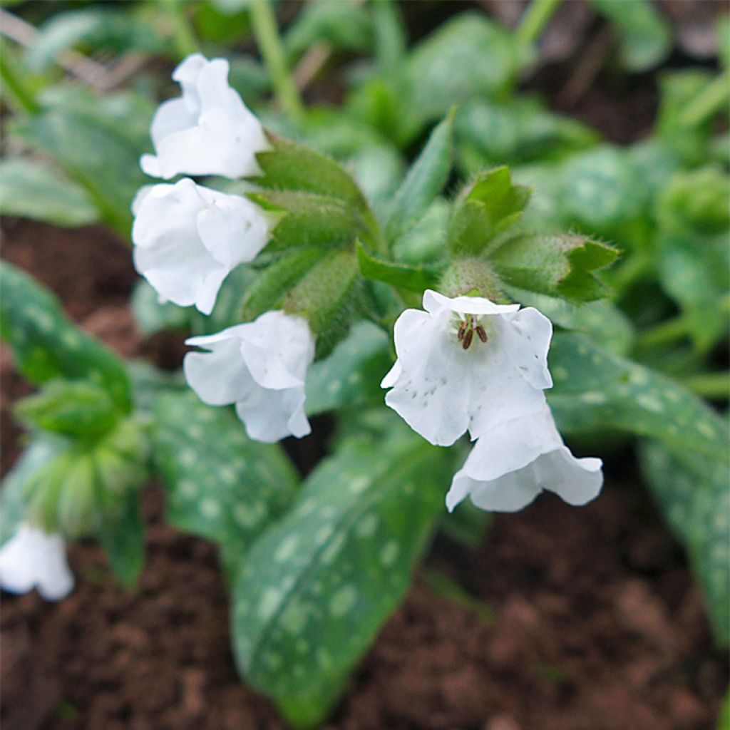 Pulmonaria Sissinghurst White - Lungwort