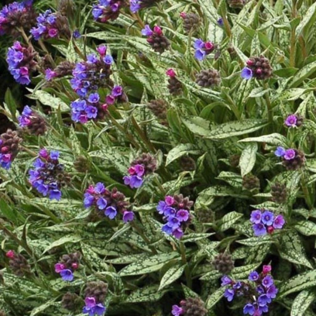 Pulmonaria longifolia subsp. cevennensis - Lungwort