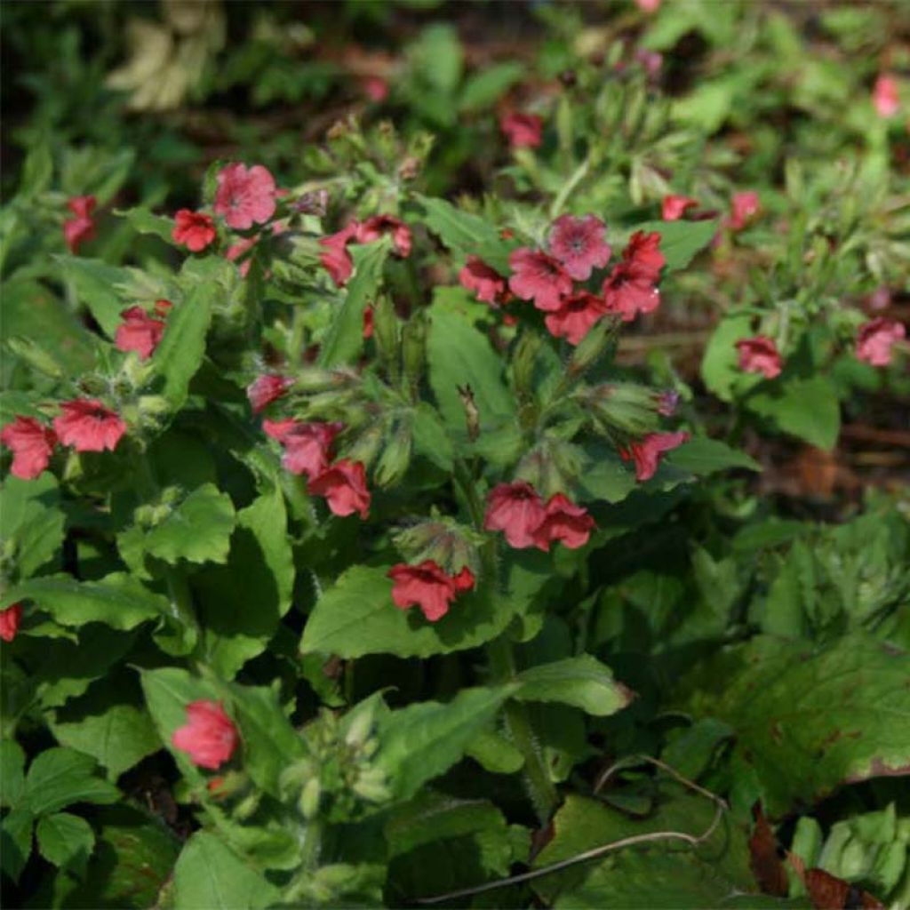Pulmonaria rubra - Lungwort