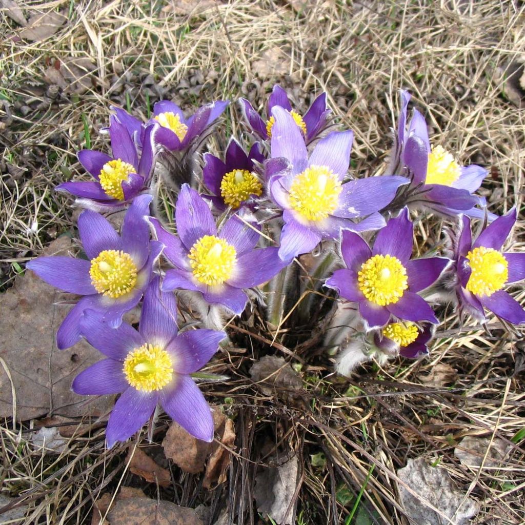 Pulsatilla patens 