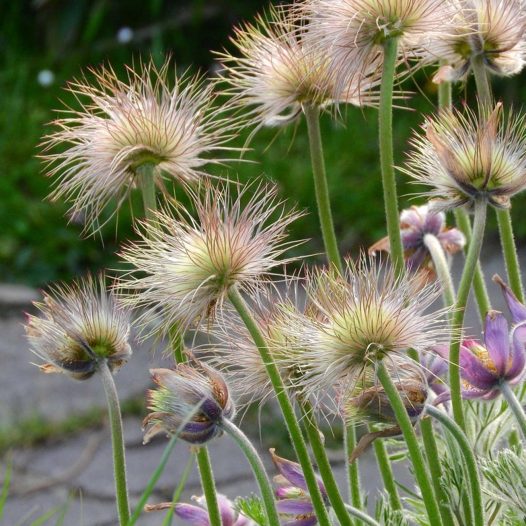 Pulsatilla patens 