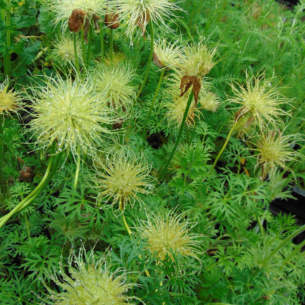 Pulsatilla vulgaris Alba - Pasqueflower