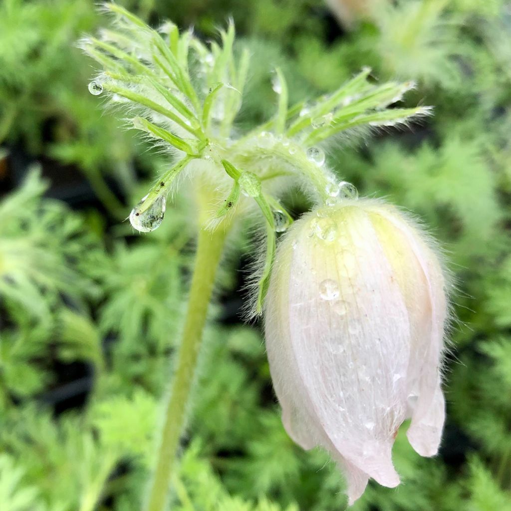 Pulsatilla vulgaris Alba - Pasqueflower