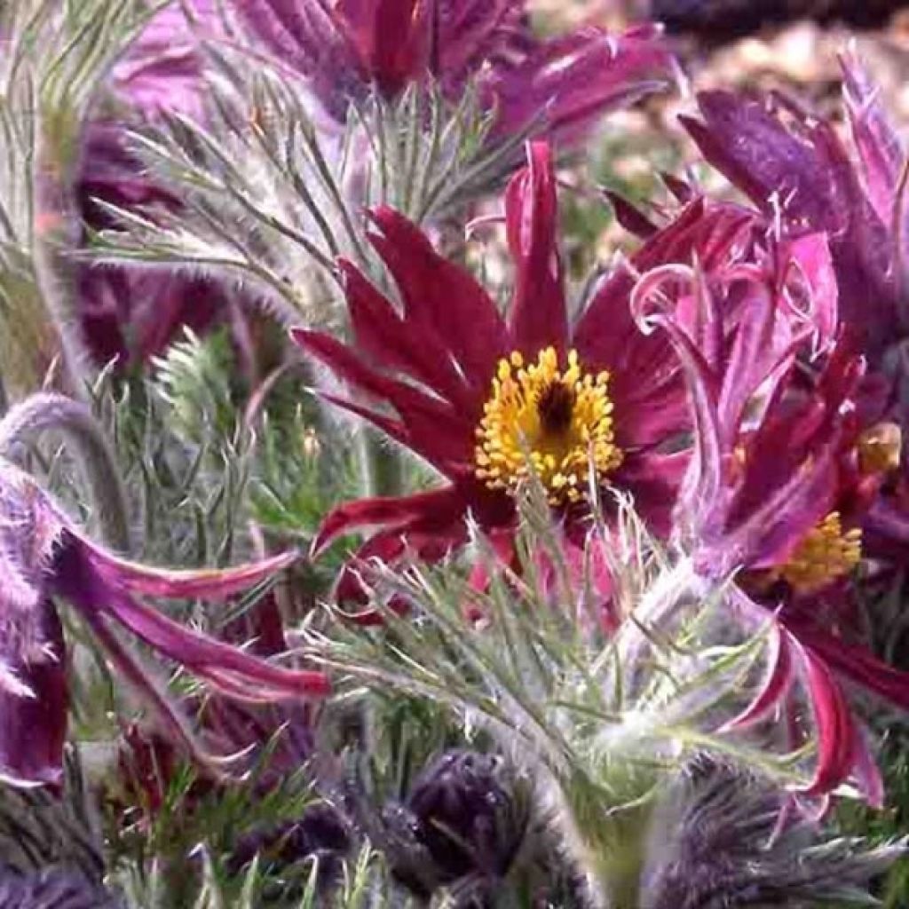 Pulsatilla vulgaris Papageno - Pasqueflower
