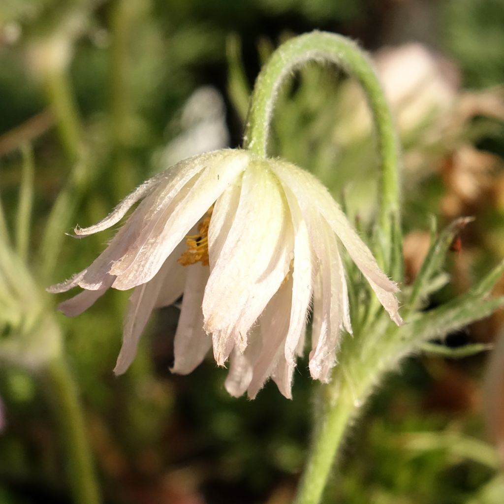 Pulsatilla vulgaris Papageno - Pasqueflower
