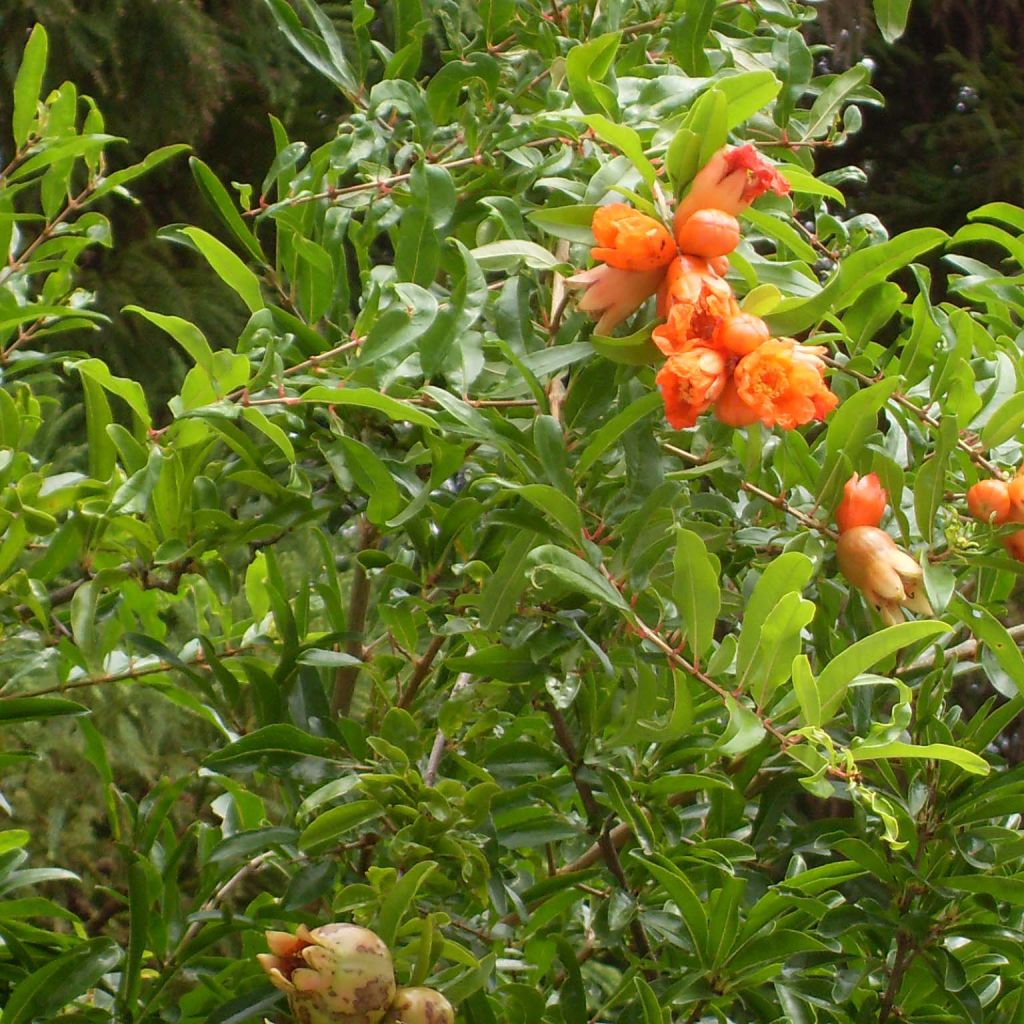 Punica granatum Maxima Rubra - Pomegranate