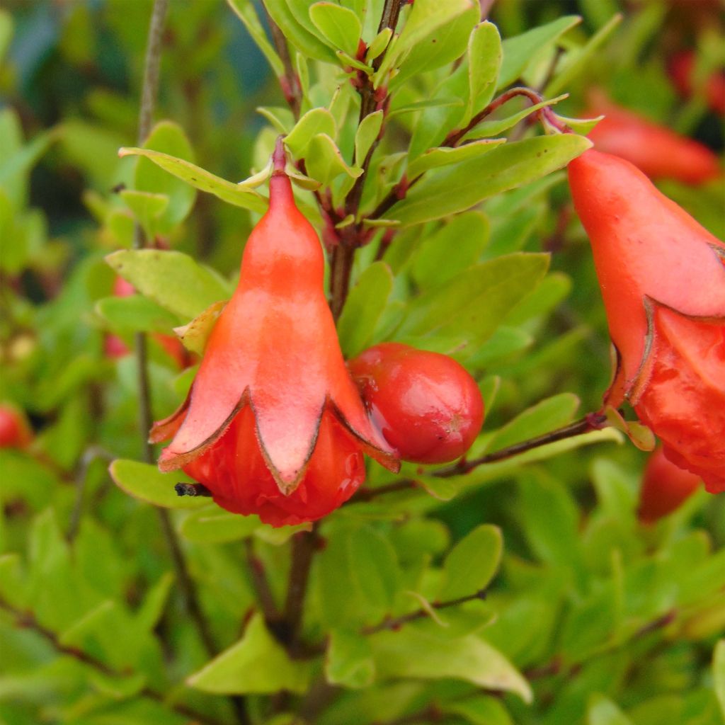 Punica granatum var. nana - Pomegranate
