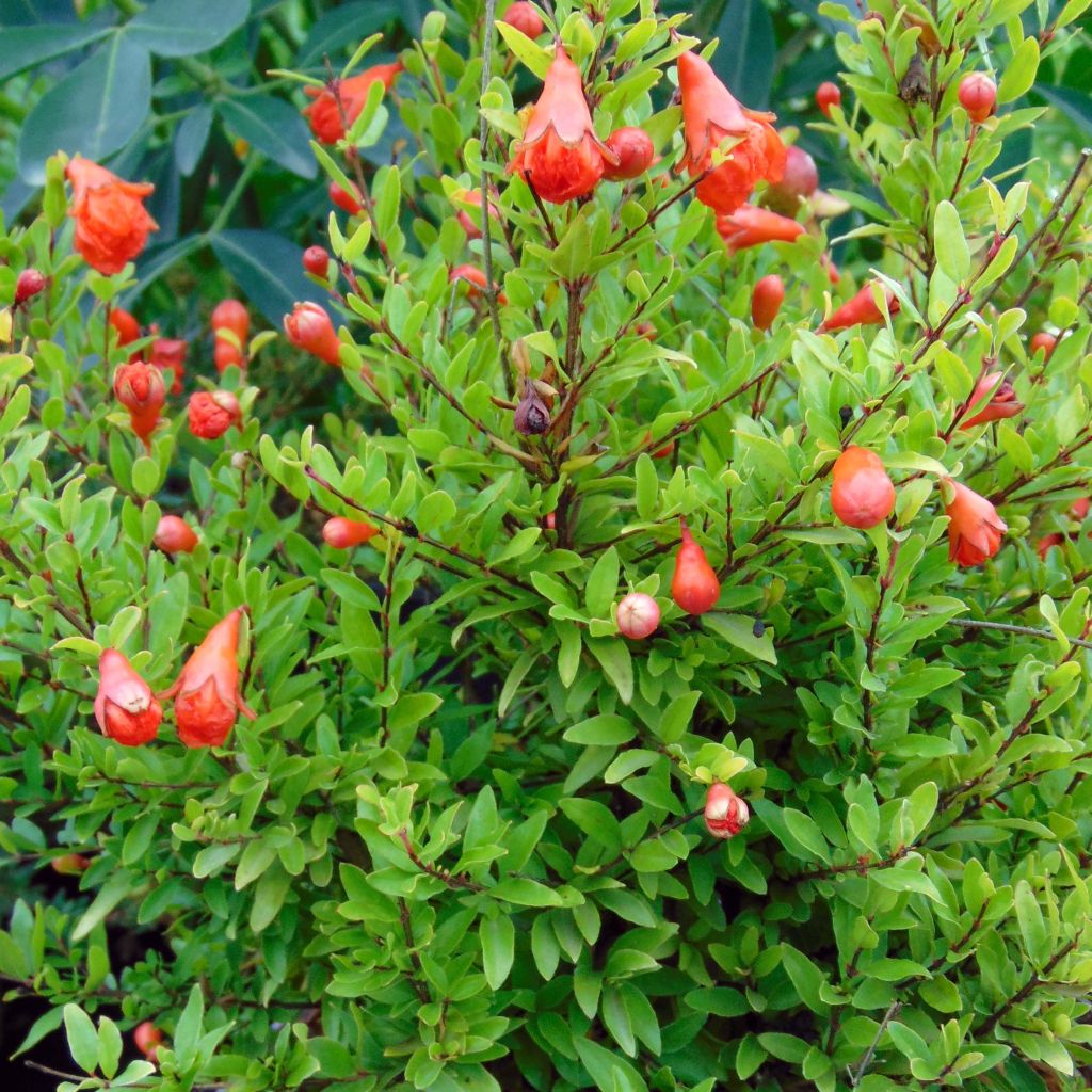 Punica granatum var. nana - Pomegranate