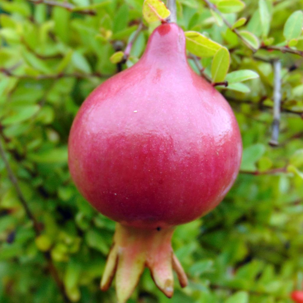 Punica granatum var. nana - Pomegranate