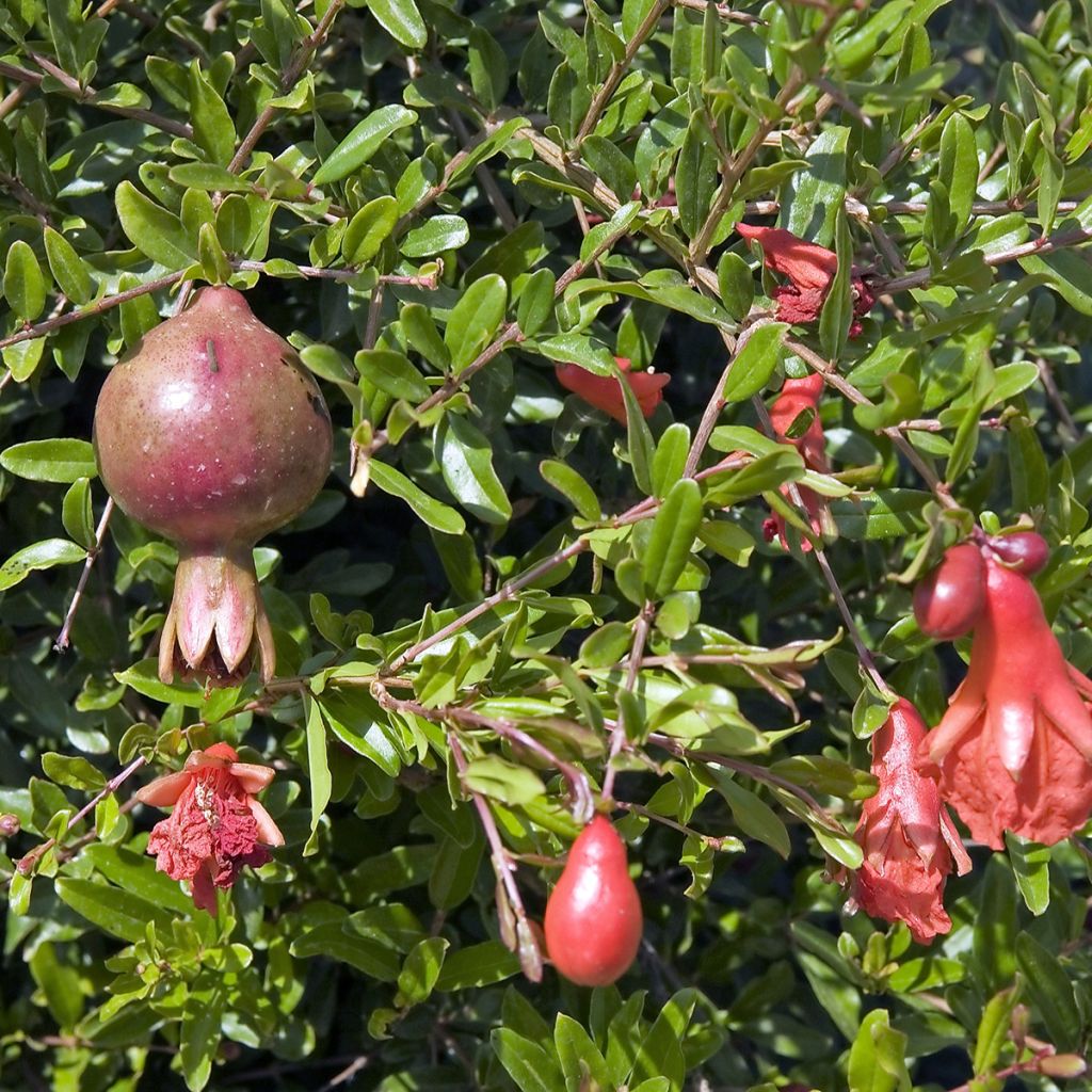 Punica granatum var. nana - Pomegranate