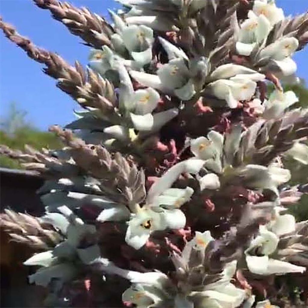 Puya castellanosii