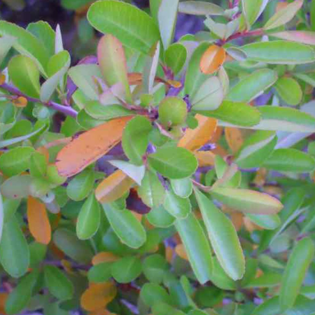 Pyracantha Orange Glow