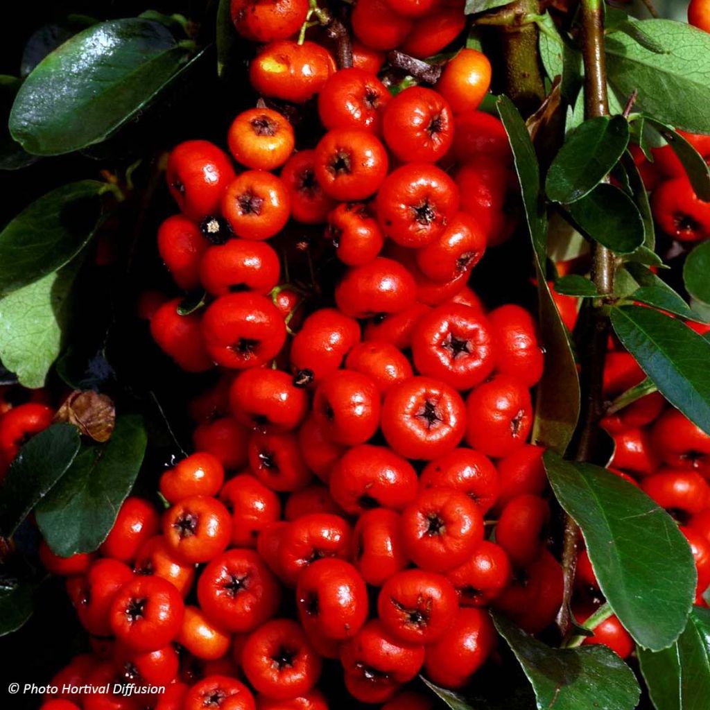 Pyracantha coccinea SAPHYR ROUGE - Scarlet Firethorn