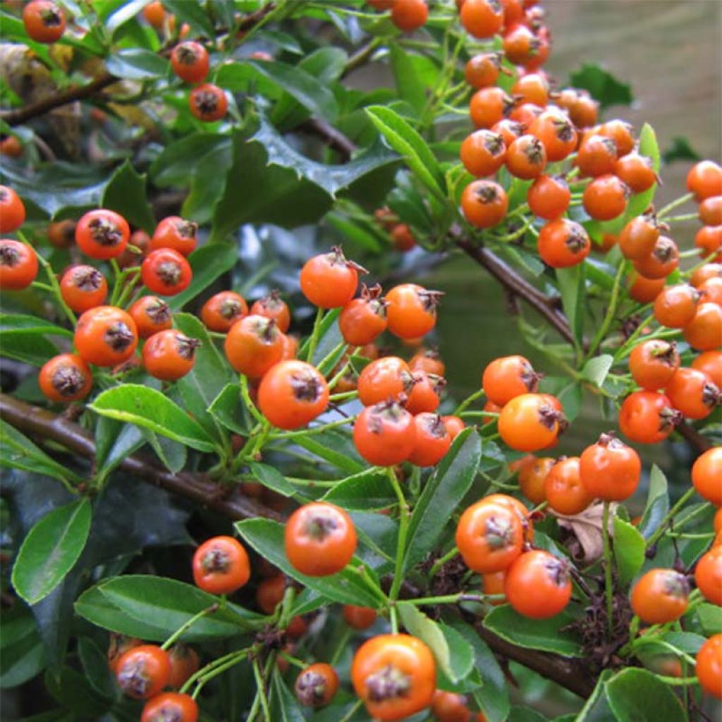 Pyracantha x coccinea Teton