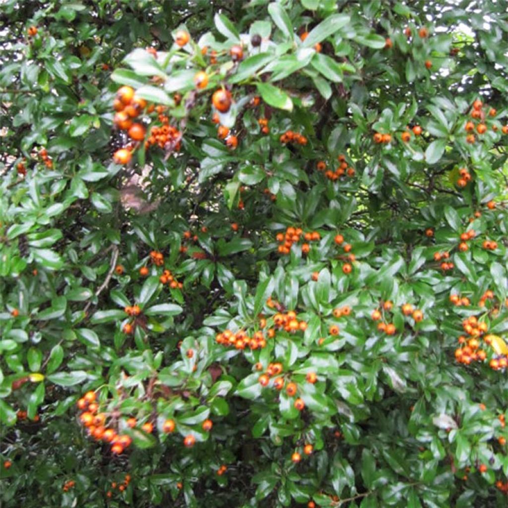 Pyracantha x coccinea Teton